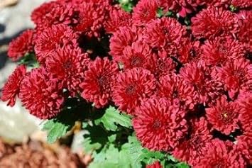 Chrysanthemum Deep Red Flower seeds for Planting - Long Bloom Season, Heirloom & GMO Free Seeds for Home Garden
 
 Sale for planting in home garden.