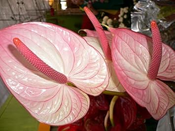 Pale Pink Anthurium Flower Seeds For Planting - Add Elegance To Your Garden