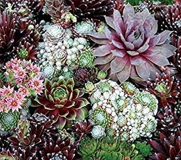 Mixed Sempervivum Flower seeds for Planting - Long Bloom Season, Heirloom & GMO Free Seeds for Home Garden
 
 Sale seeds for planting in home garden
