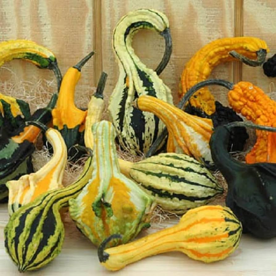 Cauldron Gourd Cucurbita pepo for planting in autumn garden