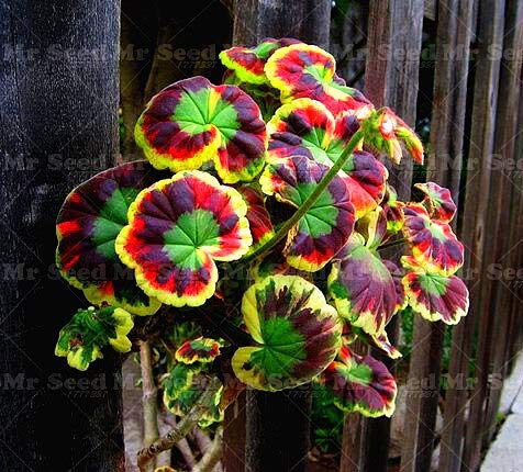 Mixed Leaf Geranium Seeds For Planting