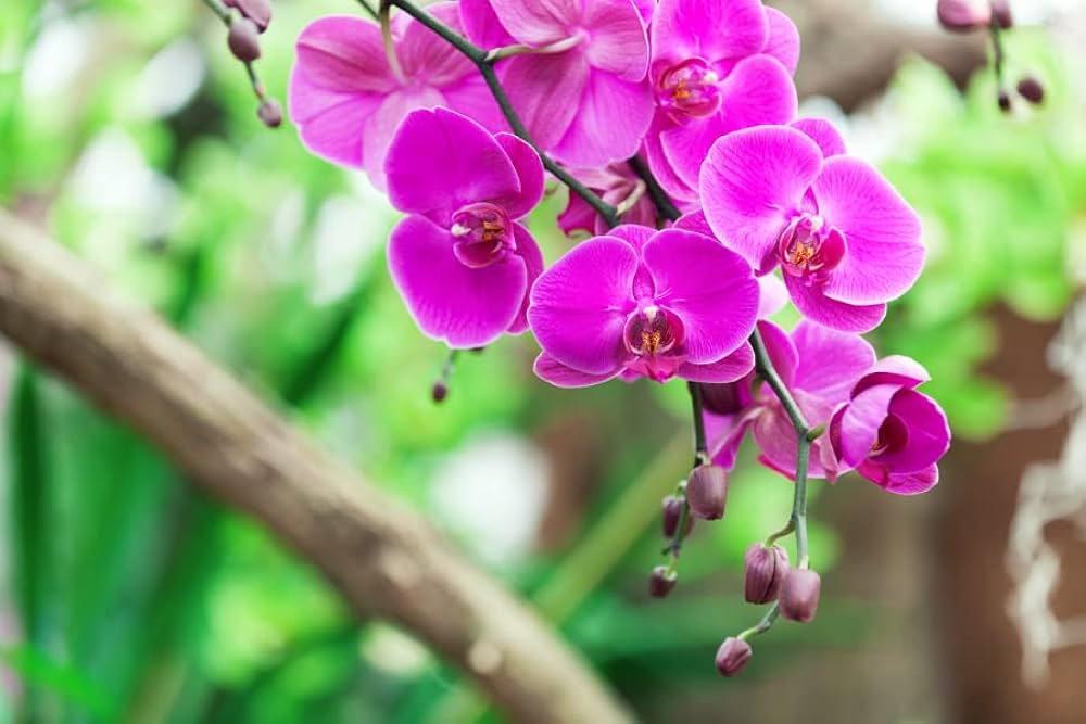 Mini Orchid Orchidaceae seeds for planting in home garden