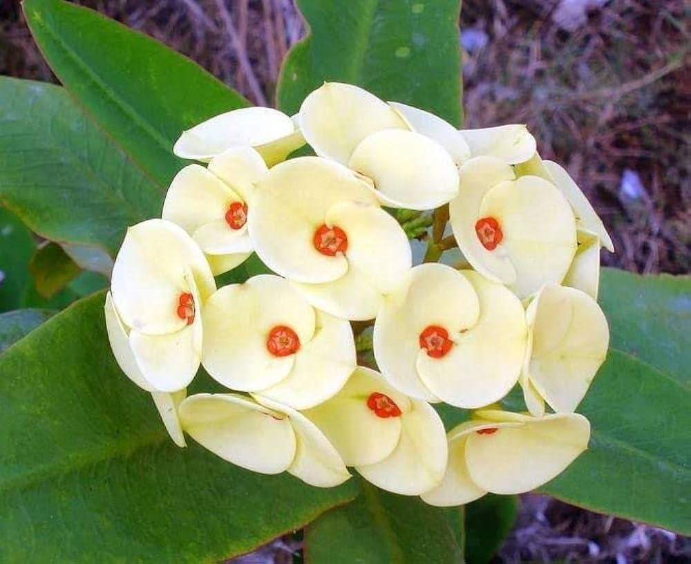 Euphorbia Milii Thorn Flower Seeds - White Mix For Easy Planting