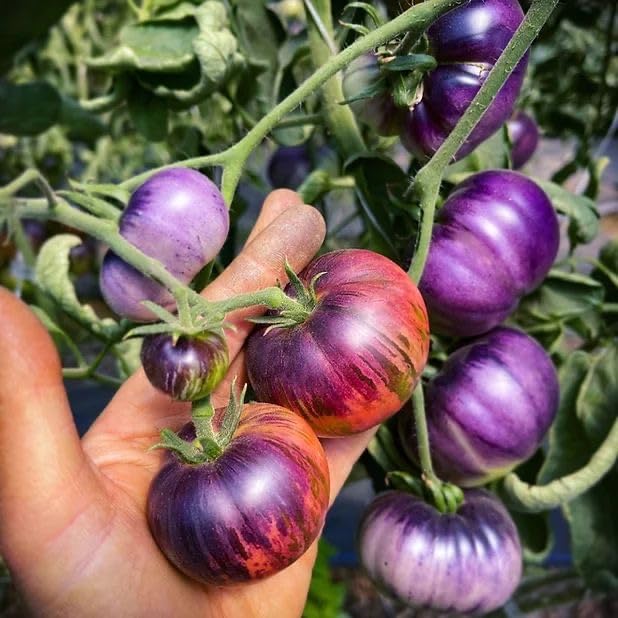 Blue Tomato Vegetable Seeds For Planting: Grow Unique And Flavorful Fruits