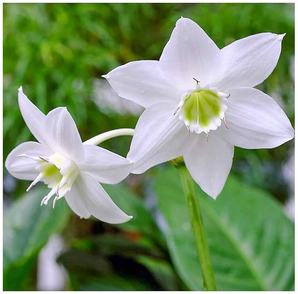 Lily Lilium for planting in flower bed