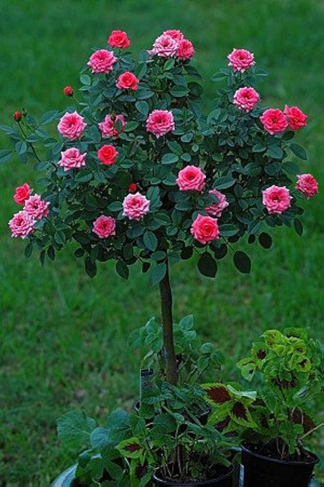 Rose Flower Seeds DIY Bonsai