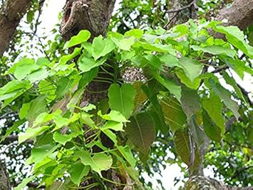 Hura Crepitans Tree Seeds for Planting - Premium Quality, Heirloom & GMO Free Seeds for Home Garden
 
 Sale seeds for home garden