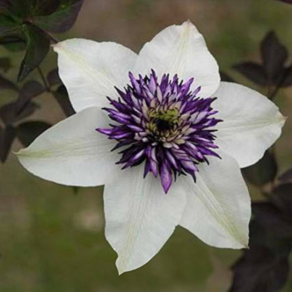 White Purple Clematis Flower Seeds For Easy Planting