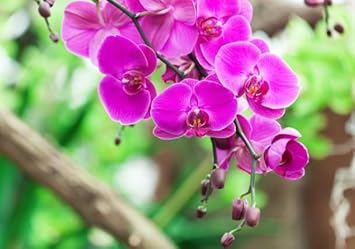 Purple Orchid Flower seeds for Planting Premium Quality Heirloom & GMO Free Seeds for Home Garden 
 
 Sale for planting in home garden