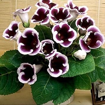 Purple White Gloxinia Flower seeds for Planting Cut Flower Favorite Heirloom & GMO Free Seeds for Home Garden 
 
 Sale seeds for home garden planting