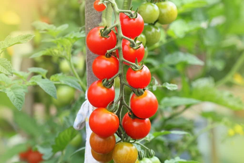 Cherry Tomato Solanum lycopersicum seeds for planting in vegetable patch