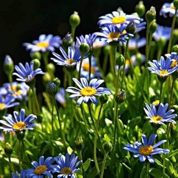 Blue Felicia Amelloides Flower seeds for Planting - Sun Loving, Heirloom & GMO Free Seeds for Home Garden
 
 Sale seeds for planting in home garden