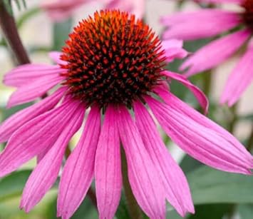 Pink ConeFlower seeds for Planting - Easy to Grow, Heirloom & GMO Free Seeds for Home Garden
 
 Sale for planting in home garden.