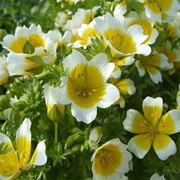 Yellow And White Limnanthes Douglasii Flower Seeds For Easy Planting