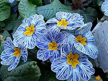 Europe Primula Acaulis Flower Seeds for Planting – Easy to Grow, Heirloom, Non-GMO Organic Garden Seeds
 
 Sale seeds for home garden