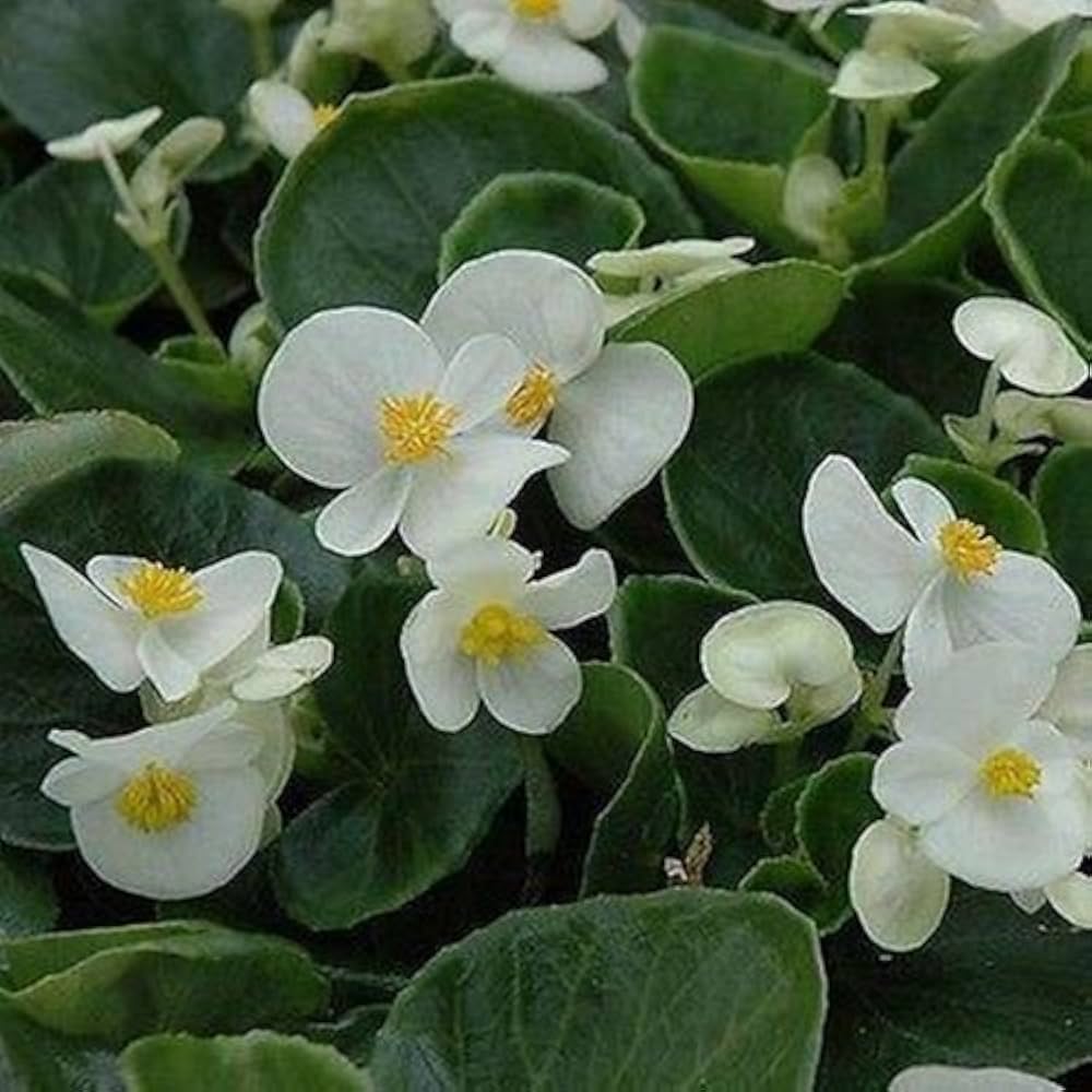 Pelleted Begonia Hot Tip White Seeds