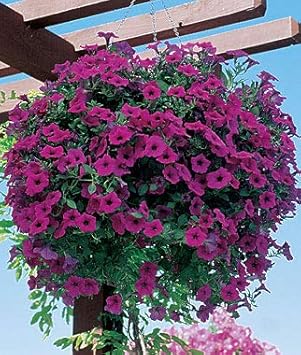 Purple Petunia Flower Seeds For Planting - Vibrant Annual Blooms