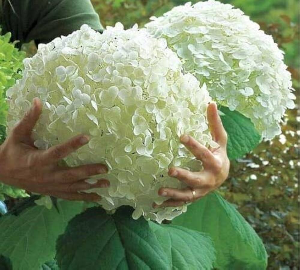 Hydrangea Hydrangea spp. Seeds for planting in home garden