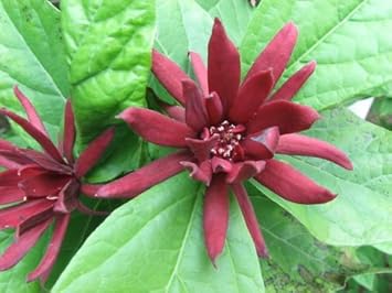 Red Calycanthus Flower seeds for Planting - Fragrant Blossoms, Heirloom & GMO Free Seeds for Home Garden
 
 Sale for planting in home garden.