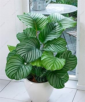 Green Calathea Flower seeds for Planting - Low Maintenance, Heirloom & GMO Free Seeds for Home Garden
 
 Sale seeds for home garden