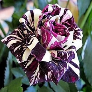 Maroon Cream Rose Flower seeds for Planting - Garden Favorite, Heirloom & GMO Free Seeds for Home Garden
 
 Sale for planting in home garden