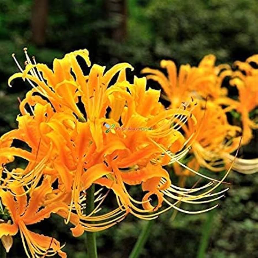 Stone Lycoris Lycoris radiata for planting in flower bed.