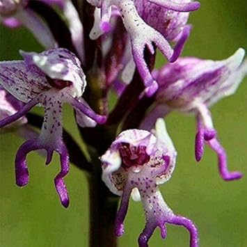 Purple Orchis Italica Flower seeds for Planting Cottage Garden Essential Heirloom & GMO Free Seeds for Home Garden 
 
 Sale seeds for home garden planting