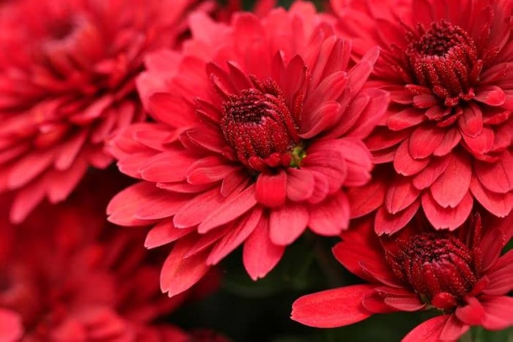 Deep Red Chrysanthemum Flower seeds for Planting - Compact Growth, Heirloom & GMO Free Seeds for Home Garden
 
 Sale seeds for planting in home garden