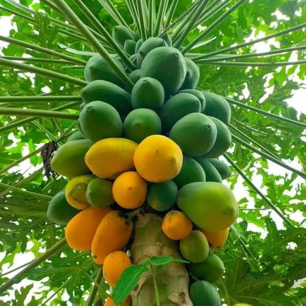 Papaya Fruit Seeds For Planting - Fast Growing Green Orange