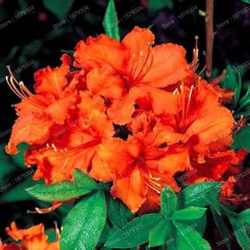 Rhododendron Orange Seeds For Planting