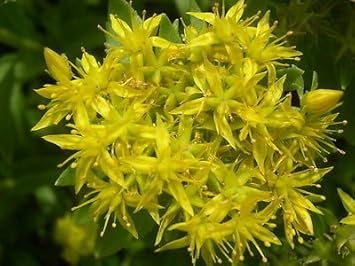 Yellow Aizoon Flower seeds for Planting - Perfect for Borders, Heirloom & GMO Free Seeds for Home Garden
 
 Sale seeds for home garden