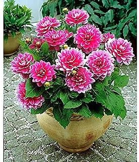Pink Multi-Color Dahlia Flower seeds for Planting - Fragrant Blossoms, Heirloom & GMO Free Seeds for Home Garden
 
 Sale seeds for home garden