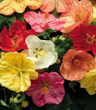 Mixed Hibiscus Flower seeds for Planting - Sun Loving, Heirloom & GMO Free Seeds for Home Garden
 
 Sale for planting in home garden