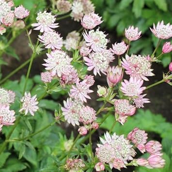 Major (Major Astrantia) seeds for planting in home garden