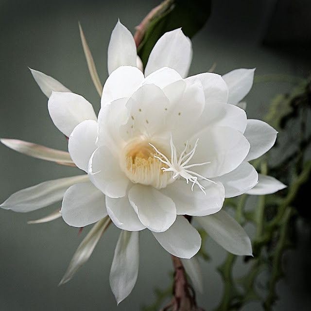 Epiphyllum Flower seeds for Planting Bright Blooms Heirloom & GMO Free Seeds for Home Garden 
 
 Sale for planting in home garden