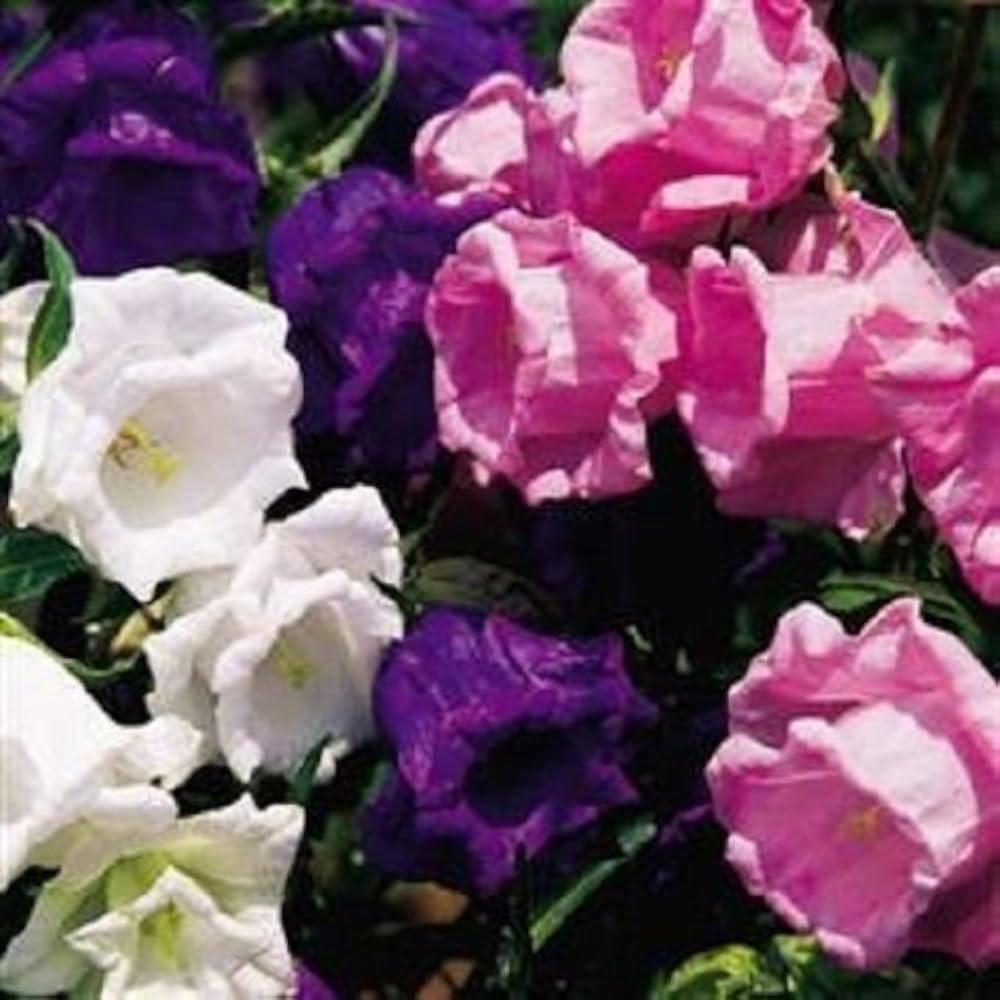 Campanula bellflower seeds