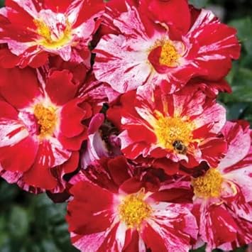 Red & White Climbing Rose Non-GMO Heirloom Garden Seeds Flower seeds for Planting - Wildflower Mix, Heirloom & GMO Free Seeds for Home Garden
 
 Sale for planting in home garden.