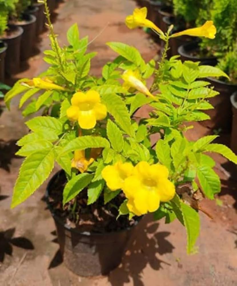Chilean Bellflower Nolana paradoxa for planting on trellis