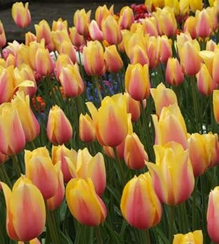 Light Blue Rose Flower Seeds Hardy Variety Heirloom & GMO Free Seeds for Home Garden
 
 Sale for planting in home garden