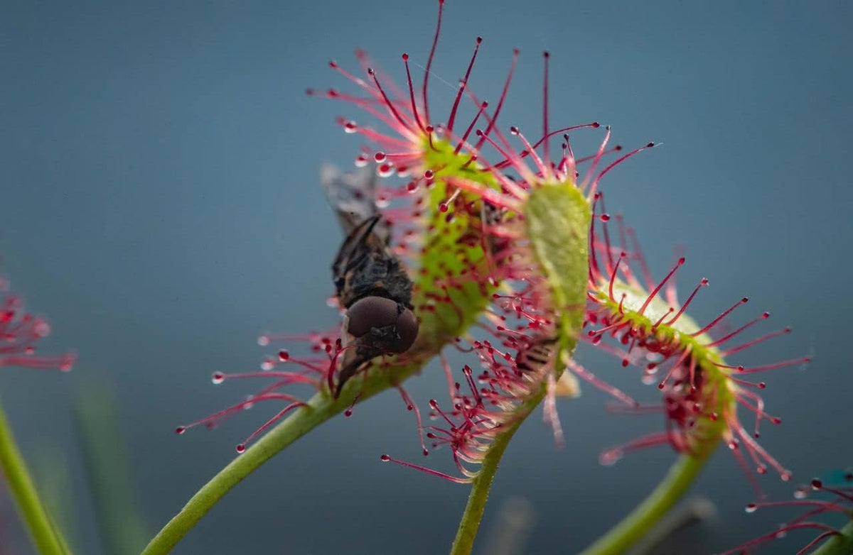 Pale (Pale Pink) seeds for planting in home garden