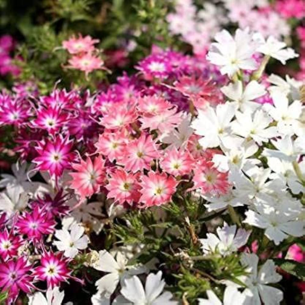 Phlox Twinkle Star Phlox paniculata seeds for planting in flower bed