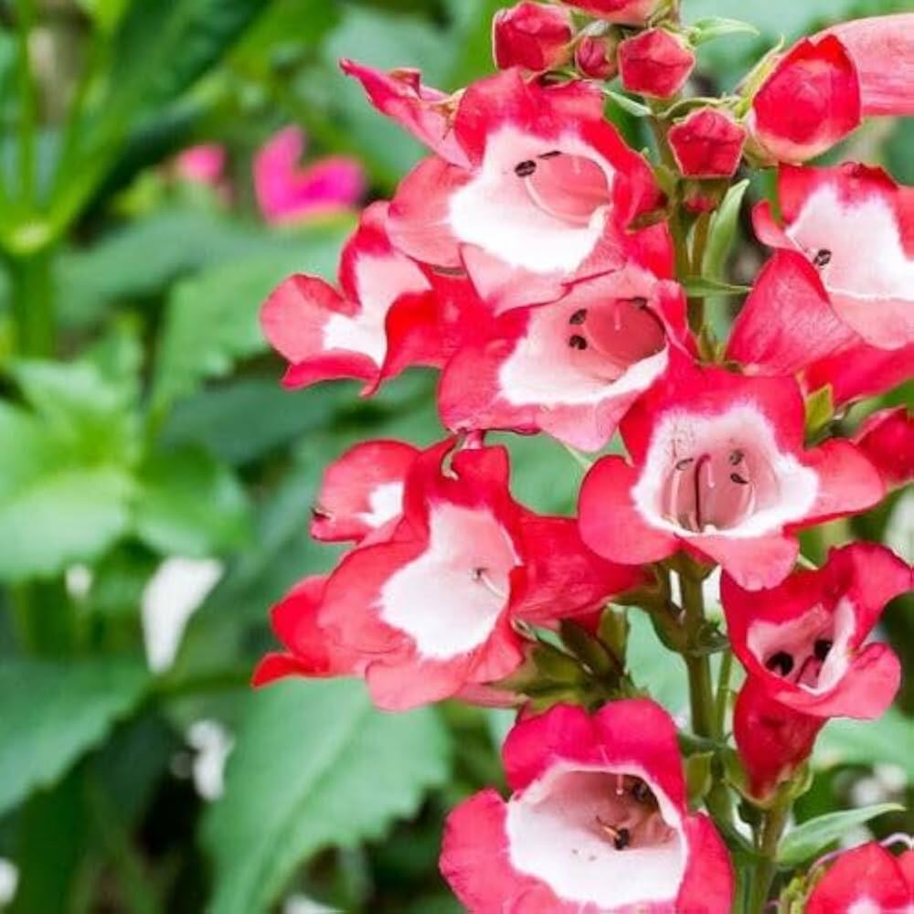 Penstemon Penstemon digitalis seeds for planting in flower bed