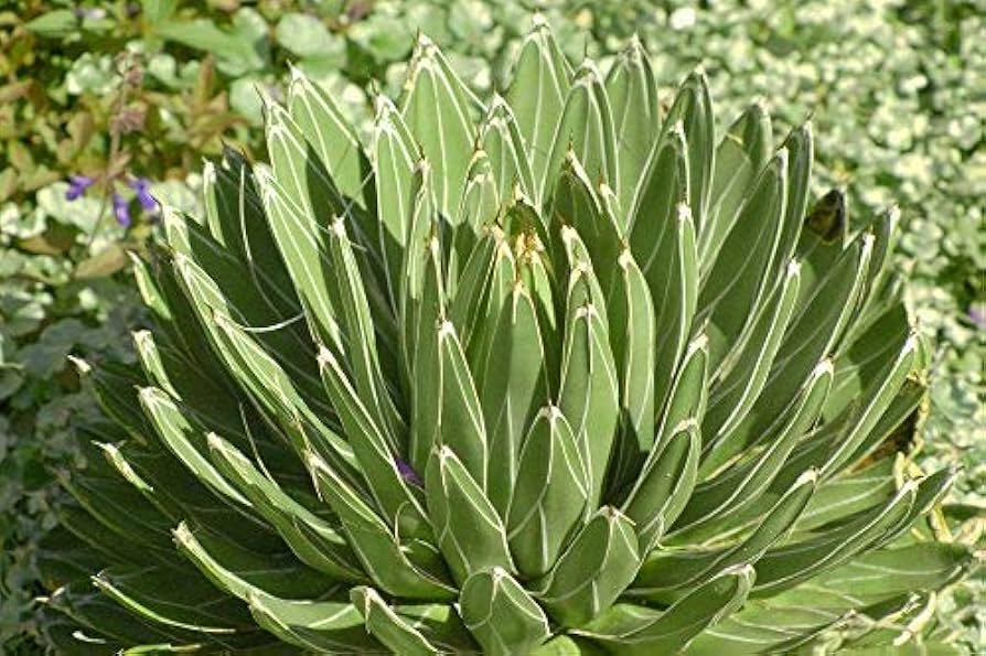 Green Victoria Agave Utahensis Flower seeds for Planting - Colorful Display, Heirloom & GMO Free Seeds for Home Garden
 
 Sale for planting in home garden
