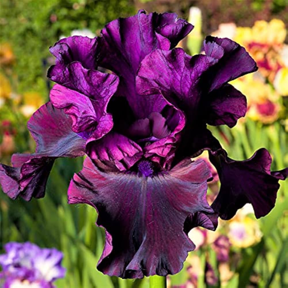 Bearded Iris pretty mixed flower seeds
