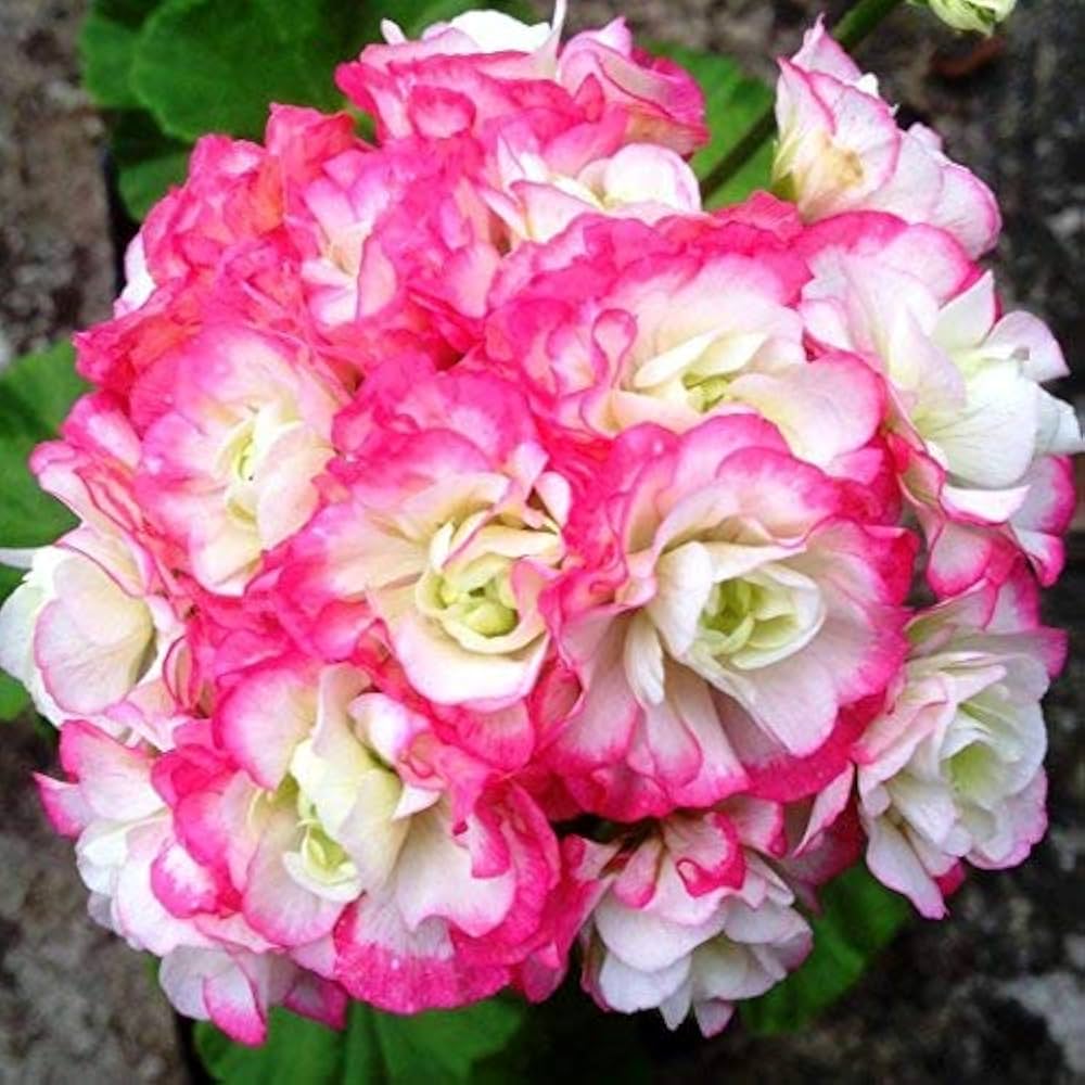 Apple Blossom Geranium Pelargonium hortorum for planting in flower pots