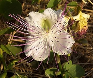 White Capparis Flower seeds for Planting - Sun Loving, Heirloom & GMO Free Seeds for Home Garden
 
 Sale seeds for home garden