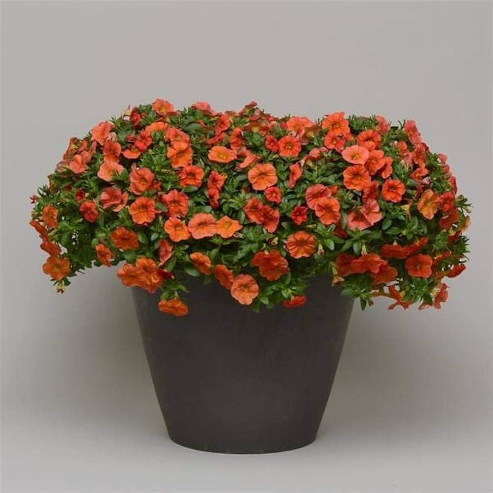 Mixed Calibrachoa Petunia for planting in flower bed