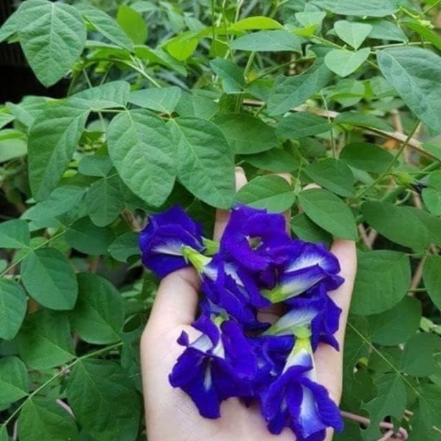 Clitoria Ternatea Flower Clitoria ternatea for planting in flower bed