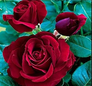 Orange Pelargonium Peltatum Flower Seeds for Planting Drought Tolerant Heirloom & GMO Free Seeds for Home Garden
 
 Sale for planting in home garden