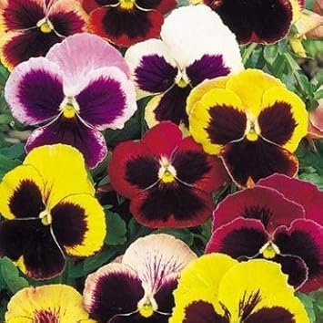 Mixed Pansy Swiss Flower seeds for Planting - Low Maintenance, Heirloom & GMO Free Seeds for Home Garden
 
 Sale seeds for home garden